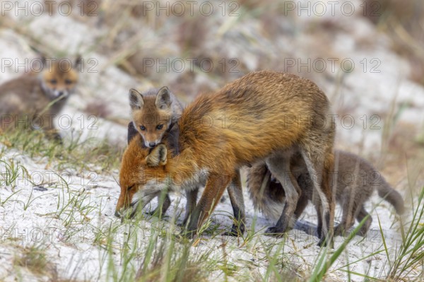 Red fox (Vulpes vulpes) female, vixen with playing kits, cubs near den in the dunes in spring