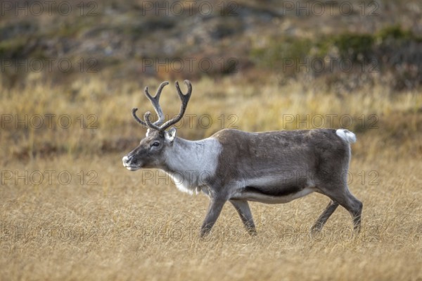 Reindeer (Rangifer tarandus) female, cow with antlers covered in velvet, foraging on the tundra in autumn, fall, Finland, Scandinavia