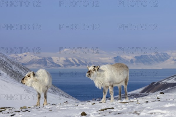Two Svalbard reindeer (Rangifer tarandus platyrhynchus) with cast antlers foraging on snow covered mountain slope in spring on Spitsbergen, Norway