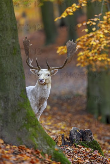 Leucistic European fallow deer (Dama dama) white buck, male with big antlers looking from behind tree in forest showing autumn colours, fall colors