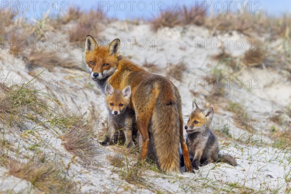 Red fox (Vulpes vulpes) female, vixen with two playful kits, cubs near den in the dunes in spring
