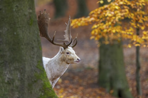 Leucistic European fallow deer (Dama dama) white buck, male with big antlers looking from behind tree in forest showing autumn colours, fall colors