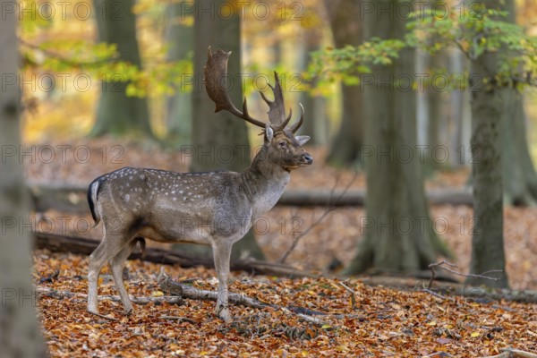 European fallow deer (Dama dama) buck, male with big antlers in forest showing autumn colours, fall colors