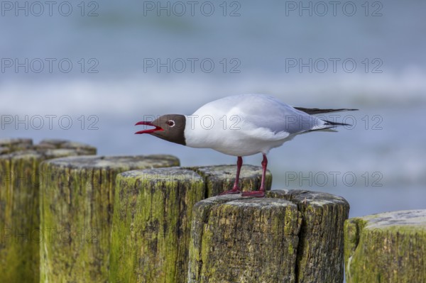 Black-headed gull (Chroicocephalus ridibundus, Larus ridibundus) adult bird in summer plumage calling from wooden breakwater in spring