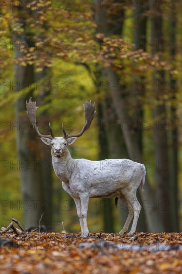 Leucistic European fallow deer (Dama dama) white buck, male with big antlers in forest showing autumn colours, fall colors