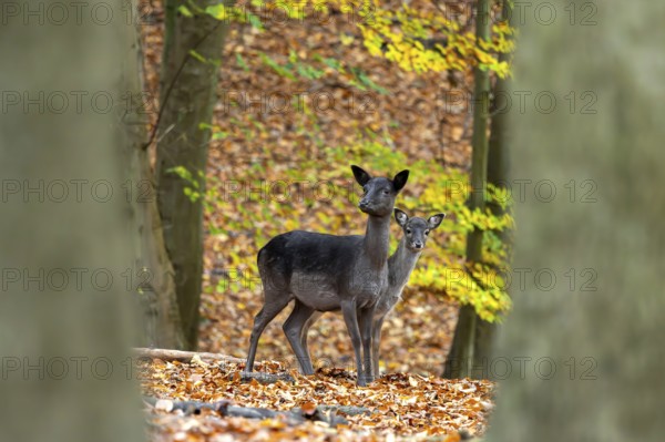 European fallow deer (Dama dama) doe, female with fawn in forest in autumn, fall