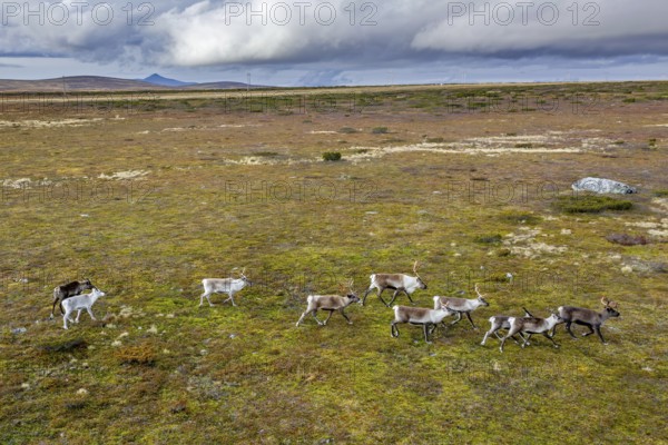 Aerial view over reindeer (Rangifer tarandus) herd running over the tundra in autumn, fall, Finland, Scandinavia
