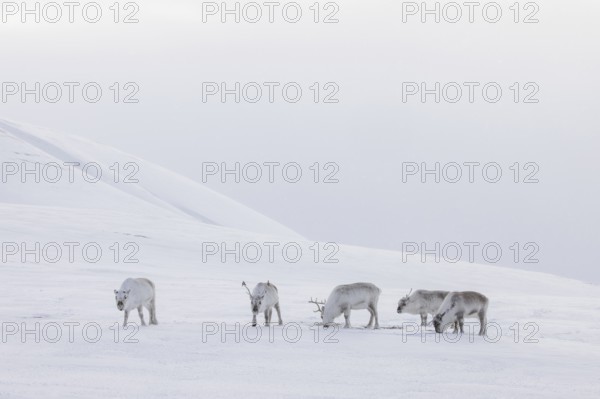 Svalbard reindeer (Rangifer tarandus platyrhynchus) herd in thick winter coats foraging on snow covered tundra in spring on Spitsbergen, Norway