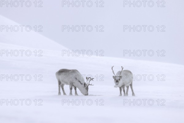 Svalbard reindeer (Rangifer tarandus platyrhynchus) two adults in thick winter coat foraging on snow covered tundra in spring on Spitsbergen, Norway