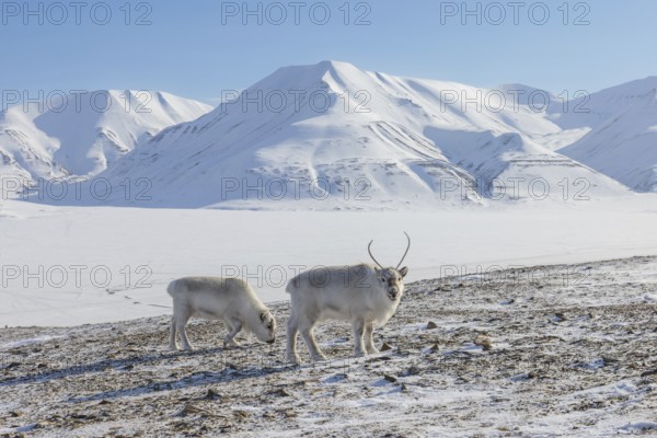 Two Svalbard reindeer (Rangifer tarandus platyrhynchus) in thick winter coat foraging on snow covered tundra in spring on Spitsbergen, Norway
