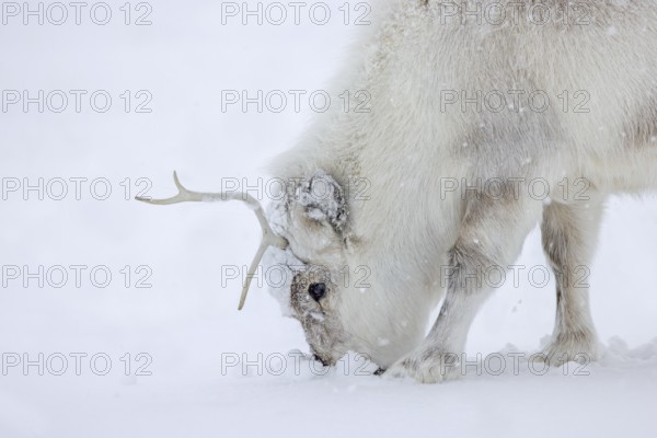 Svalbard reindeer (Rangifer tarandus platyrhynchus) in thick winter coat foraging during snowfall on snow covered tundra on Spitsbergen, Norway