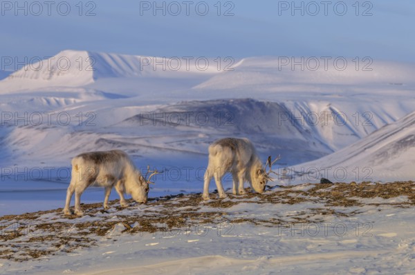 Svalbard reindeer (Rangifer tarandus platyrhynchus) two adults in thick winter coats foraging on snow covered tundra in spring on Spitsbergen, Norway