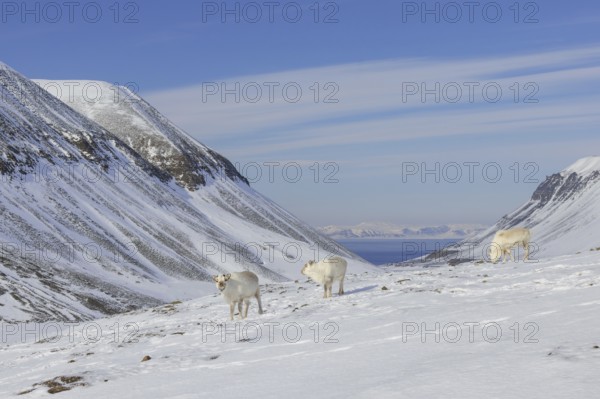 Three Svalbard reindeer (Rangifer tarandus platyrhynchus) with cast antlers foraging on snow covered mountain slope in spring on Spitsbergen, Norway