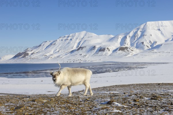 Svalbard reindeer (Rangifer tarandus platyrhynchus) adult in winter coat with cast antler branch on snow covered tundra in spring, Spitsbergen, Norway