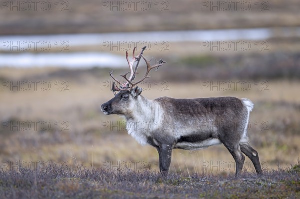 Reindeer (Rangifer tarandus) female, cow with antlers after shedding velvet, foraging on the tundra in autumn, fall, Finland, Scandinavia