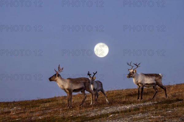Reindeer (Rangifer tarandus) with bloody antlers after shedding velvet on the tundra at dusk with full moon in autumn, fall, Finland, Scandinavia