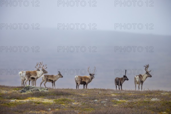 Reindeer (Rangifer tarandus) herd with antlers after shedding velvet, foraging on the tundra in autumn, fall, Finland, Scandinavia