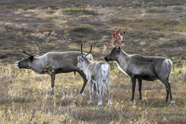 Reindeer (Rangifer tarandus) juvenile with two adults with bloody antlers after shedding velvet on the tundra in autumn, fall, Finland, Scandinavia
