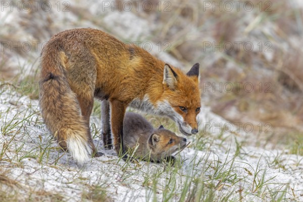 Red fox (Vulpes vulpes) female, vixen with kit, cub near den in the dunes in spring