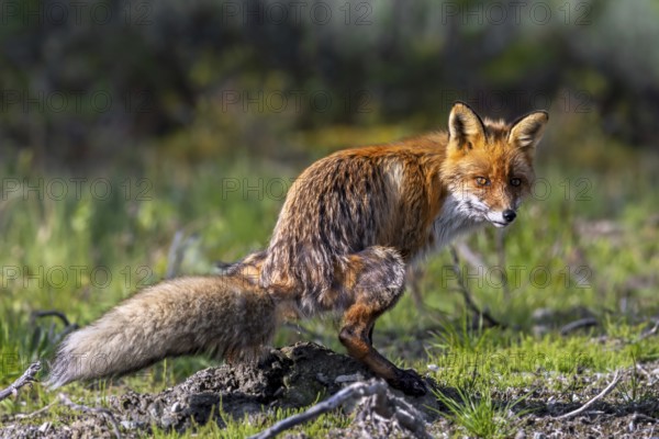 Red foxes (Vulpes vulpes) pooping, defecating in grassland in summer