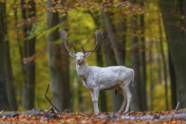 Leucistic European fallow deer (Dama dama) white buck, male with big antlers in forest showing autumn colours, fall colors