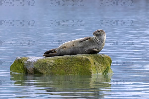 Common seal, harbour seal (Phoca vitulina) resting on rock in the Arctic Ocean along the coast of Svalbard, Spitsbergen in summer, Norway