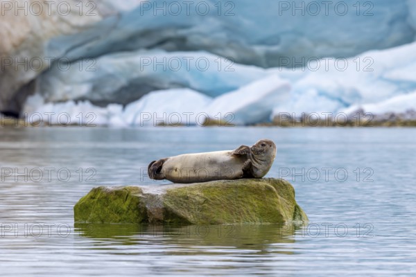 Common seal, harbour seal (Phoca vitulina) resting on rock in the Arctic Ocean in front of glacier at Svalbard, Spitsbergen in summer, Norway