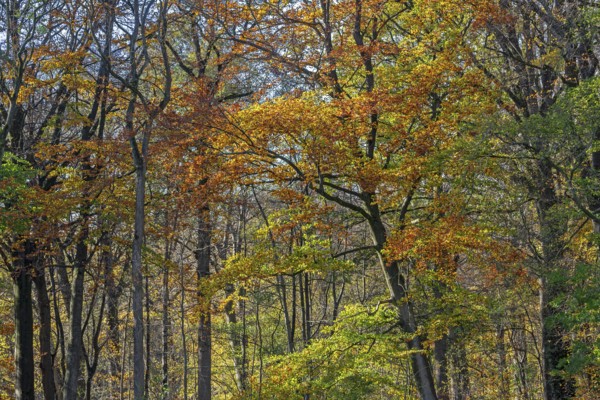 European beeches, common beech trees (Fagus sylvatica) with foliage in yellow, brown and green autumn colours, fall colors in broadleaved forest