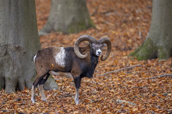 European mouflon (Ovis aries musimon, Ovis gmelini musimon) ram, male with big horns in forest during the rut in autumn, fall