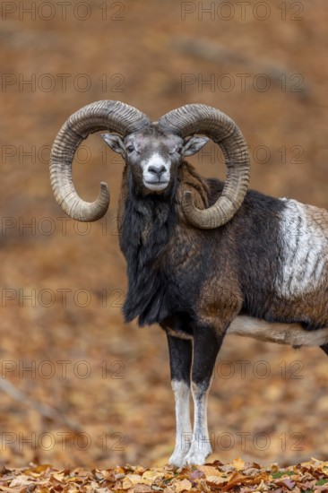 European mouflon (Ovis aries musimon, Ovis gmelini musimon) ram, male with big horns in forest during the rut in autumn, fall