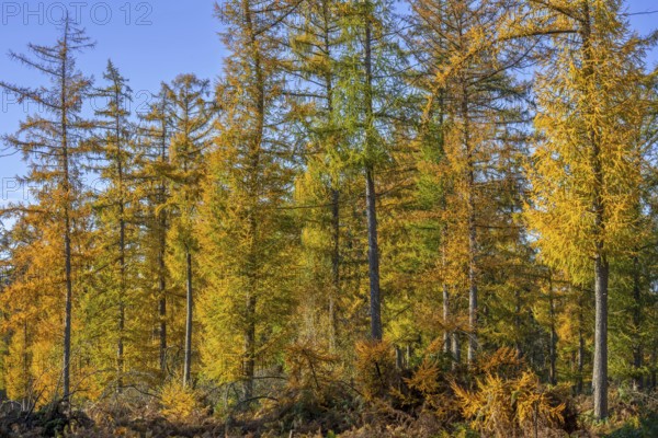 Forest with European larches (Larix decidua), deciduous coniferous trees with needle-like leaves turning yellow before they fall in autumn