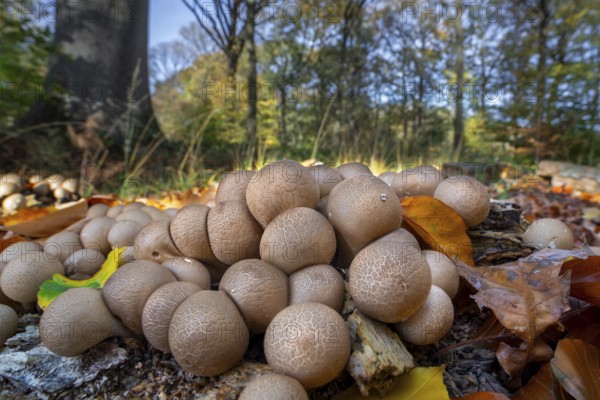 Pear-shaped puffball, stump puffballs (Apioperdon pyriforme, Lycoperdon pyriforme), saprobic fungus growing on decaying wood in forest in autumn