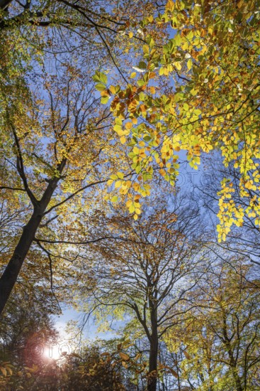 European beeches, common beech trees (Fagus sylvatica) with foliage in yellow and brown autumn colours, fall colors in broadleaved forest
