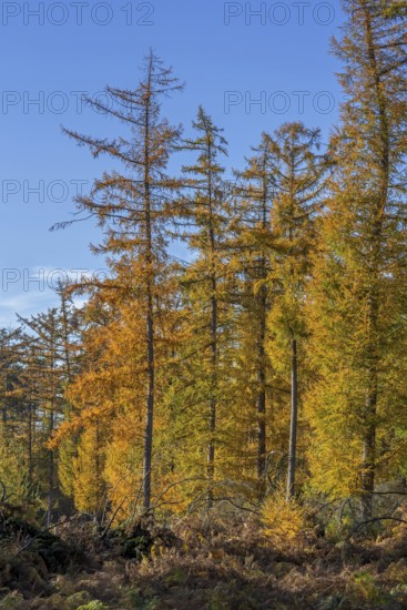 Forest with European larches (Larix decidua), deciduous coniferous trees with needle-like leaves turning yellow before they fall in autumn