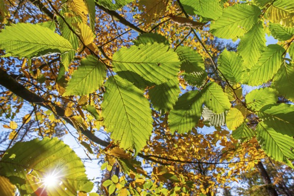 Sun shining through foliage of European beech, common beech tree (Fagus sylvatica), close-up of yellow and green leaves in autumn colours in forest