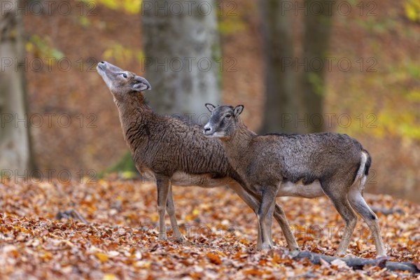 European mouflon (Ovis aries musimon, Ovis gmelini musimon) ewe, female with young ram, male in forest in autumn, fall