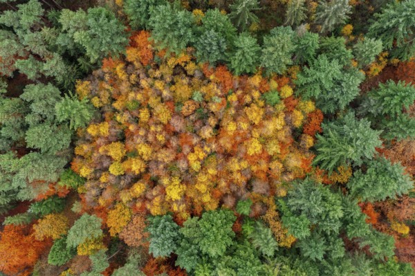Aerial view over conifers and European beeches, common beech trees (Fagus sylvatica) with foliage in autumn colours, fall colors in mixed forest