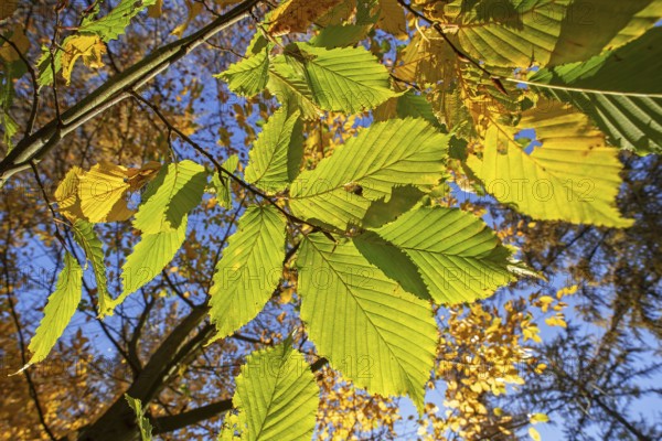 European beech, common beech tree (Fagus sylvatica), close-up of yellow and green leaves in autumn colours, fall colors in forest