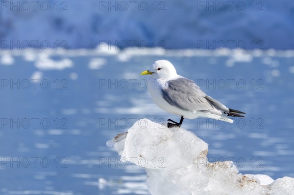 Black-legged kittiwake (Rissa tridactyla) adult in breeding plumage resting on ice floe in the Arctic Ocean in summer, Svalbard, Spitsbergen, Norway