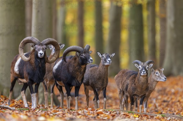 European mouflons (Ovis aries musimon, Ovis gmelini musimon), herd with rams, males, ewes, females and juveniles in forest during the rut in autumn