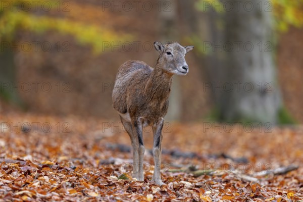 European mouflon (Ovis aries musimon, Ovis gmelini musimon) ewe, female in forest in autumn, fall