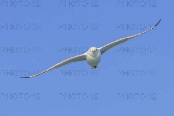 Black-legged kittiwake (Rissa tridactyla) adult in breeding plumage flying against blue sky in summer, Svalbard, Spitsbergen, Norway