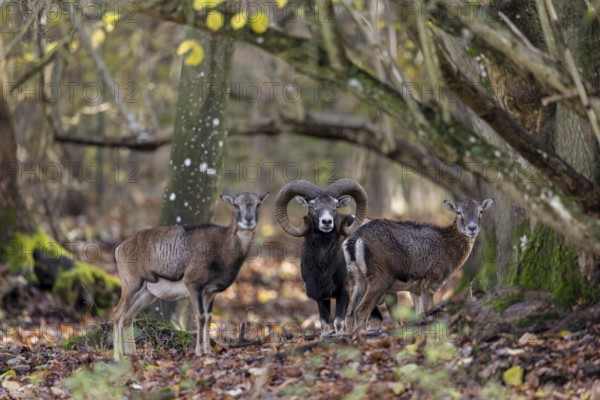 European mouflon (Ovis aries musimon, Ovis gmelini musimon) ram, male with two ewes, females in forest during the rut in autumn, fall