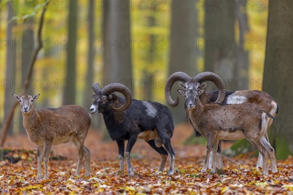 European mouflon (Ovis aries musimon, Ovis gmelini musimon) two rams, males with ewes, females in forest during the rut in autumn, fall