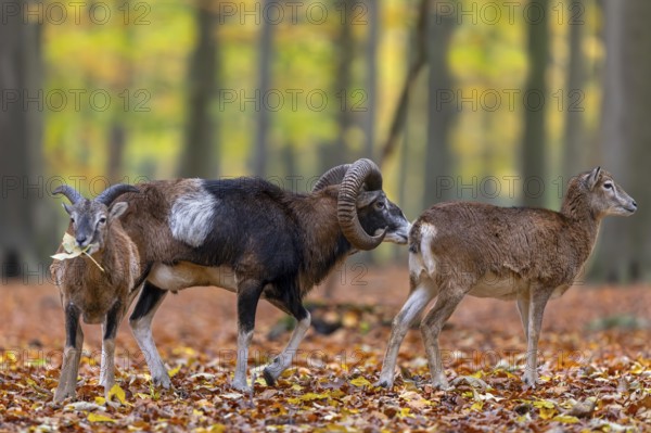 European mouflon (Ovis aries musimon, Ovis gmelini musimon) ram, male, ewe, female and juvenile in forest during the rut in autumn, fall