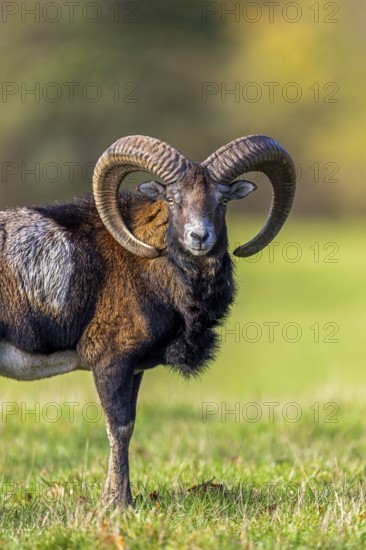European mouflon (Ovis aries musimon, Ovis gmelini musimon) ram, male with big horns in grassland at forest edge during the rut in autumn, fall
