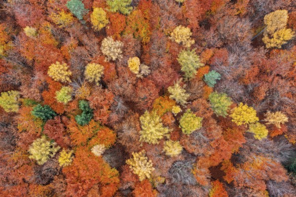 Aerial view over larches and European beeches, common beech trees (Fagus sylvatica) with foliage in autumn colours, fall colors in mixed forest