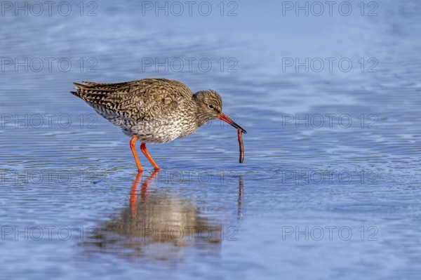 Common redshank (Tringa totanus) adult in breeding plumage eating juicy worm in shallow water of saltmarsh in spring