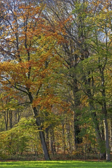 European beeches, common beech trees (Fagus sylvatica) with foliage in yellow, brown and green autumn colours, fall colors in broadleaved forest