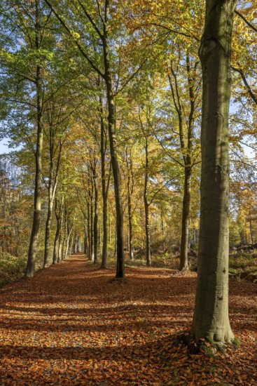 Avenue bordered with European beeches, common beech trees (Fagus sylvatica) with foliage in yellow autumn colours, fall colors in broadleaved forest
